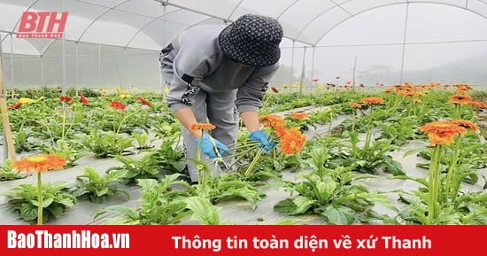 Applying science and technology to build a model of vegetable and flower production towards commodities