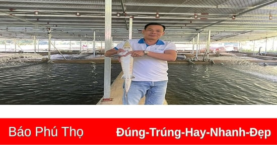 Hiệu quả mô hình nuôi cá tầm ở Trung Sơn