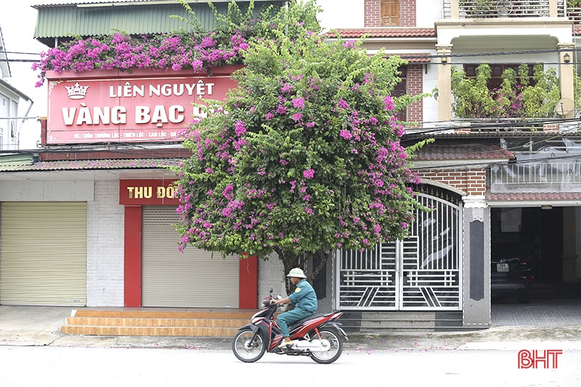 Lila Bougainvillea-Blüten blühen in der neuen ländlichen Gegend von Can Loc