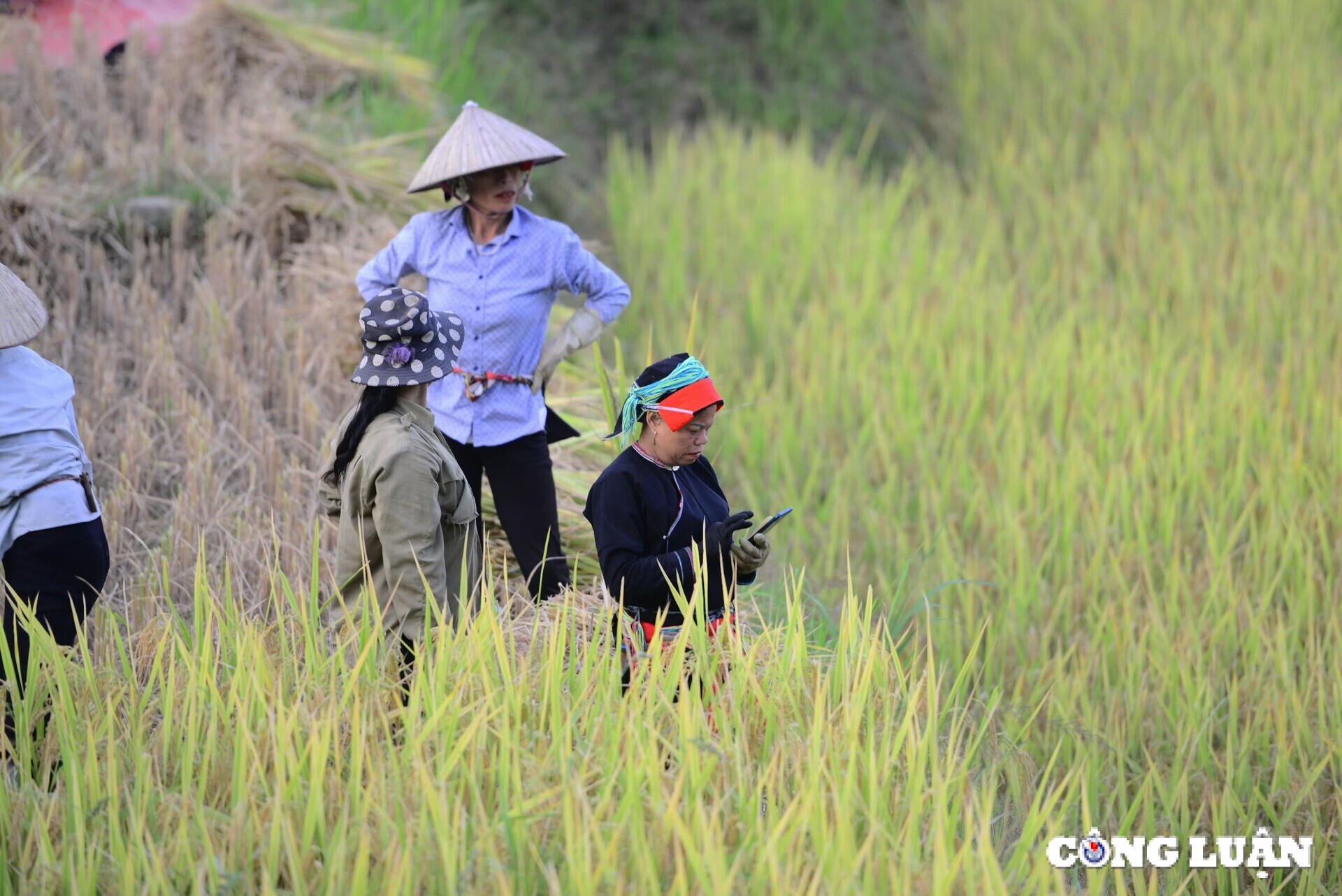 ម្ដាយ​និង​កូន​រីករាយ​នឹង​វាល​ស្រែ​ពណ៌​មាស​នៅ​តំបន់​ដាច់​ស្រយាល​នៃ​ខេត្ត Ha Giang រូបភាព ៥