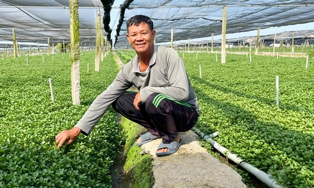 El Sr. Lai Van Phuong transformó tierras de arroz en terrenos para el cultivo de berros, obteniendo grandes beneficios en la misma superficie cultivada.