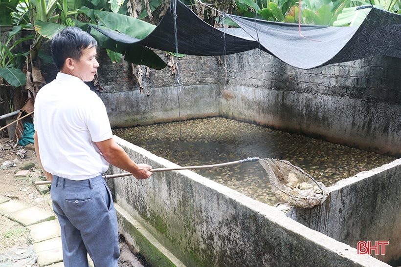 De nouvelles perspectives pour la start-up thaïlandaise d'élevage de grenouilles à Thach Ha