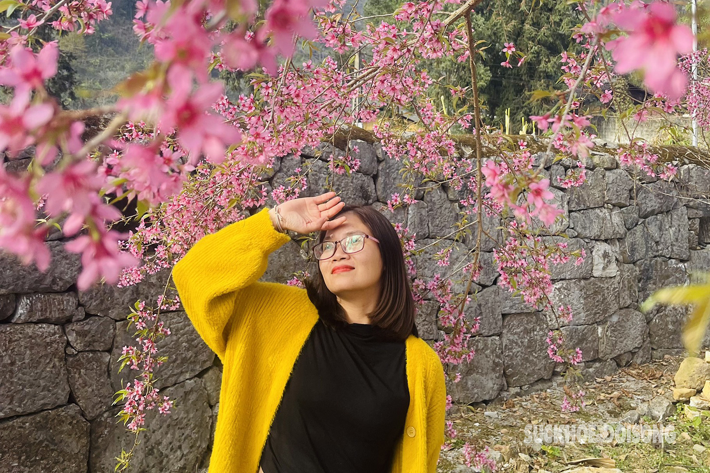 Mê mẩn với sắc hồng của mai anh đào nơi địa đầu Tổ quốc