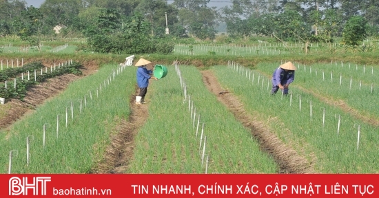 Nông dân Hà Tĩnh nhanh tay khôi phục sản xuất vụ đông