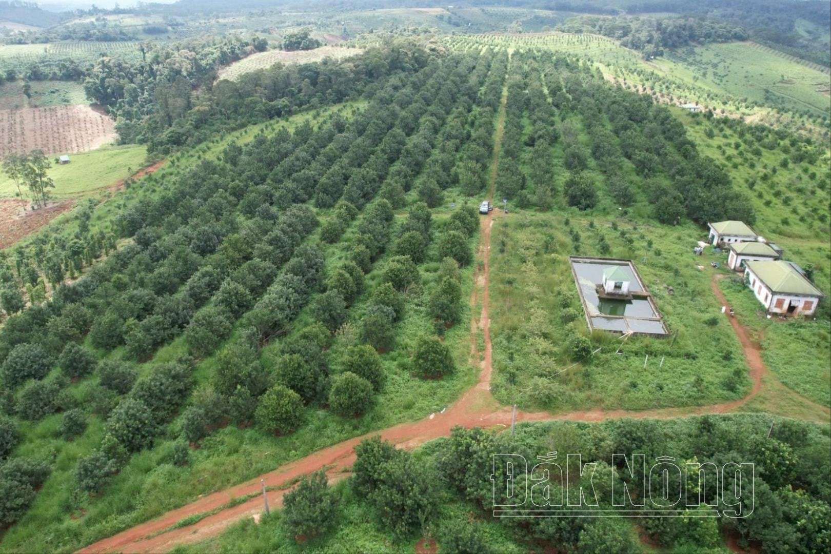 El distrito de Tuy Duc (Dak Nong) cuenta actualmente con 3.610 hectáreas de macadamia, de las cuales 1.480 hectáreas están cosechadas, con una producción de más de 2.113 toneladas.