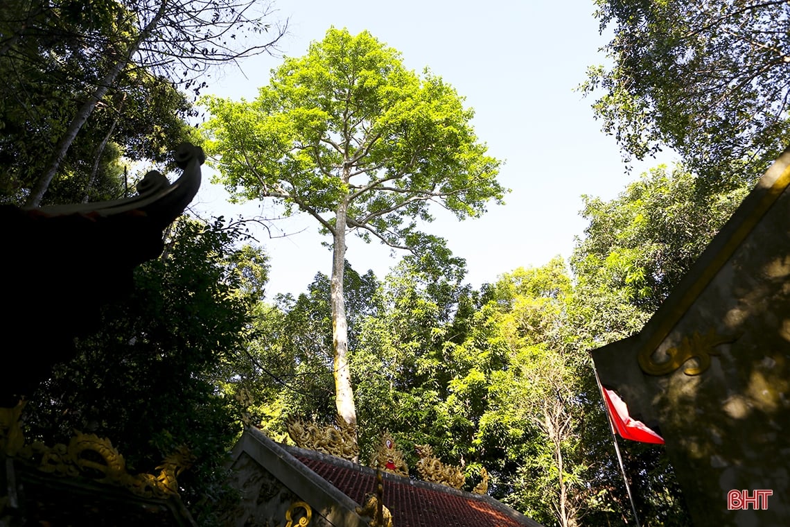 ハティンにある千年の歴史を持つ神聖な寺院を訪問