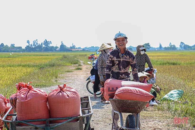 Nông dân Hà Tĩnh phấn khởi xuống đồng thu hoạch lúa hè thu