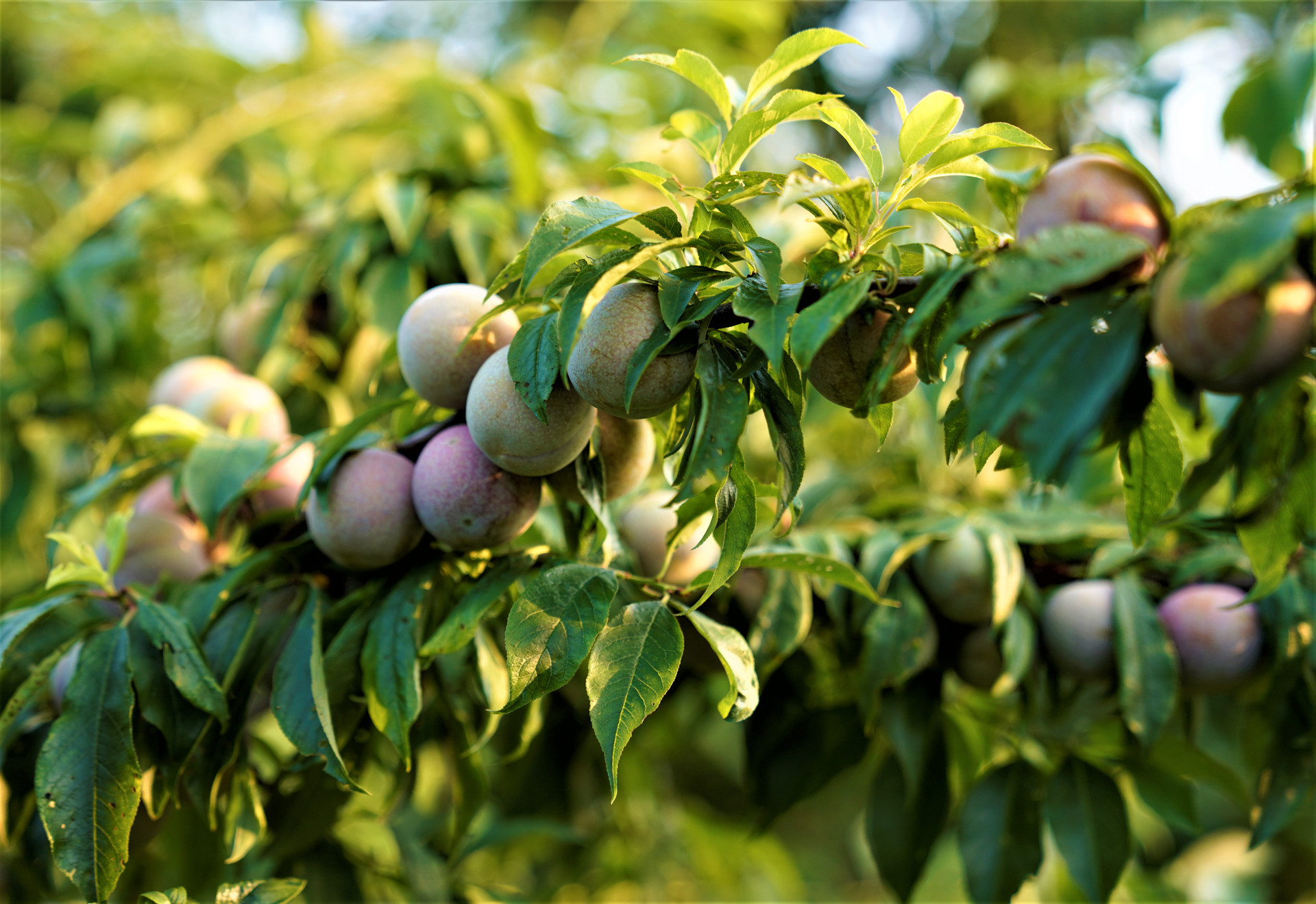 Sweet early ripe plums on Bac Ha plateau