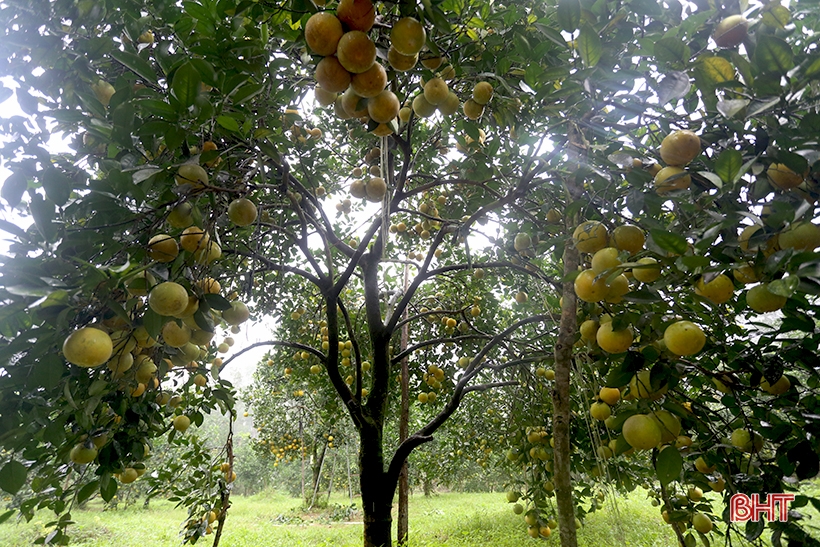 Ngắm những cây cam “siêu quả” ở Hà Tĩnh