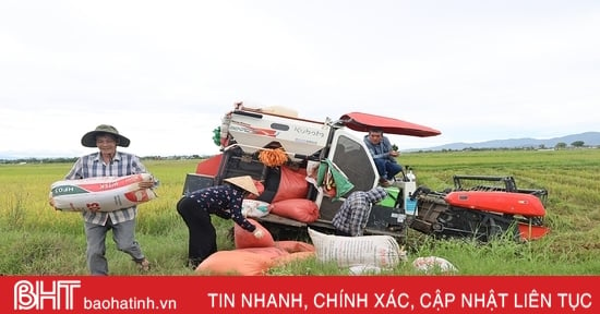 Mưa cận kề, nông dân Hà Tĩnh khẩn trương thu hoạch lúa hè thu cuối vụ