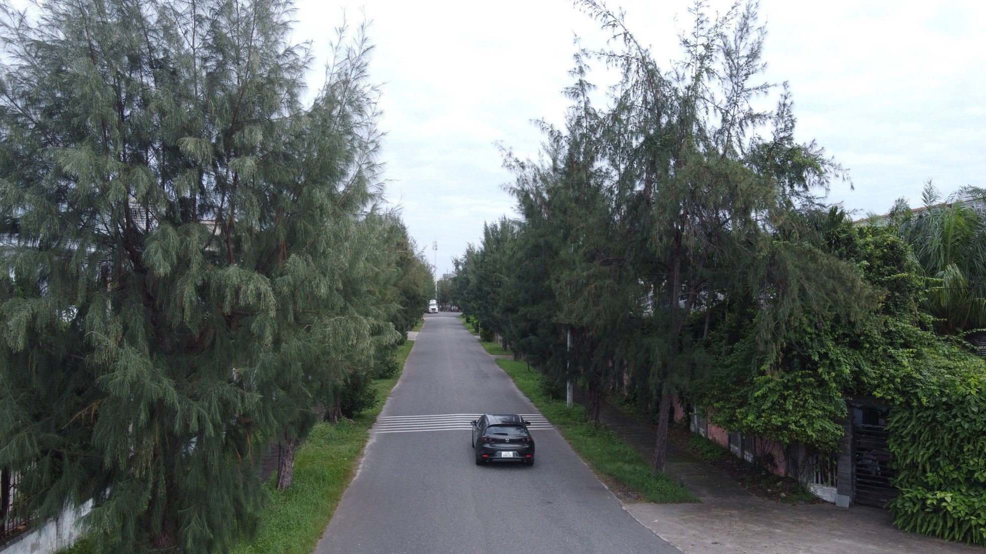 Rangées vertes et fraîches d'anciens arbres casuarina dans le parc industriel de Da Nang, photo 12