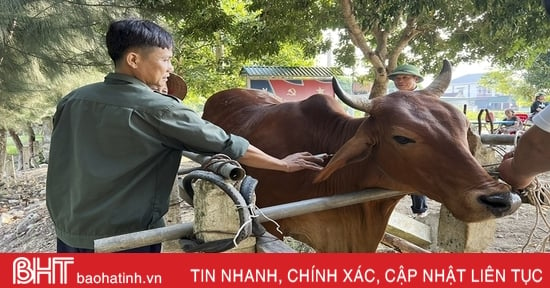 Đức Thọ phấn đấu đến 30/10 hoàn thành tiêm phòng đợt 2 cho gia súc