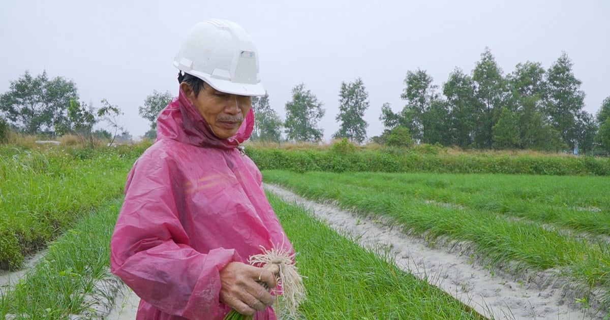 Kiệu tết chậm lớn do thiếu nắng