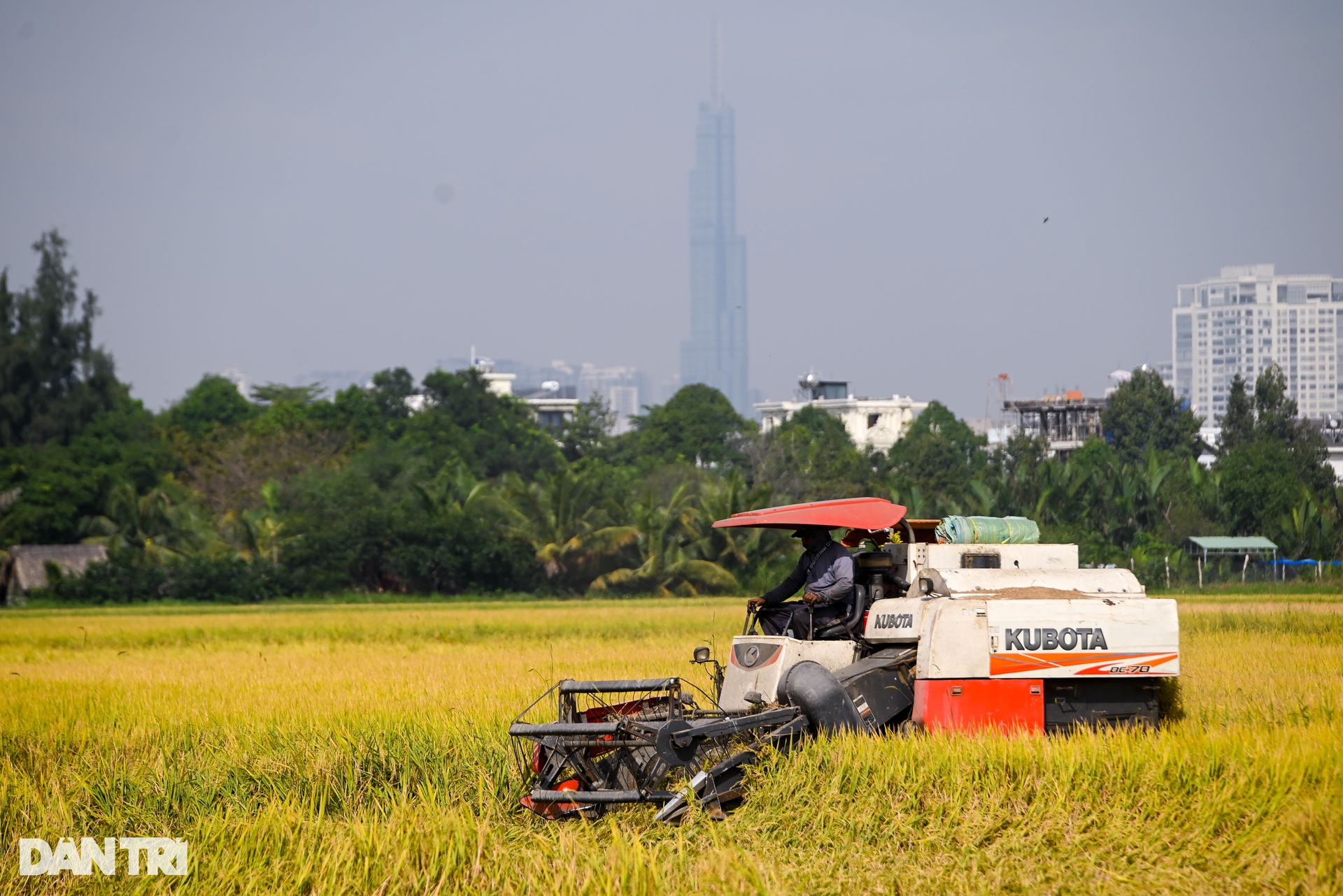 Người dân TPHCM tất bật gặt lúa trên cánh đồng ở khu đất kim cương - 1