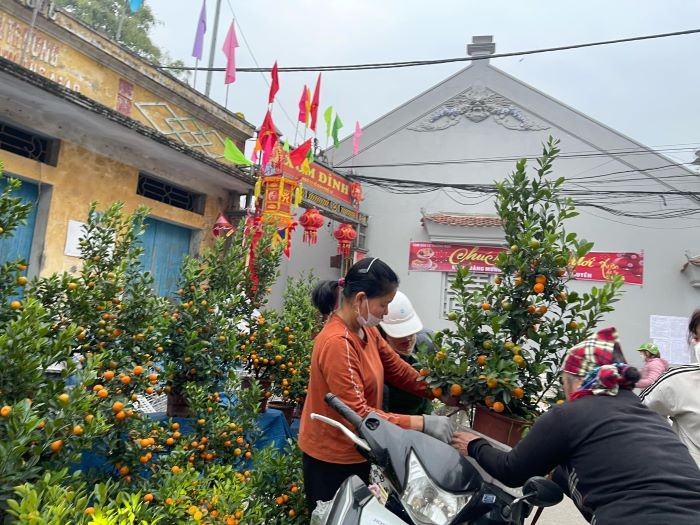 El melocotonero, el kumquat y las flores ornamentales son caras, pero hay pocos visitantes o compradores.