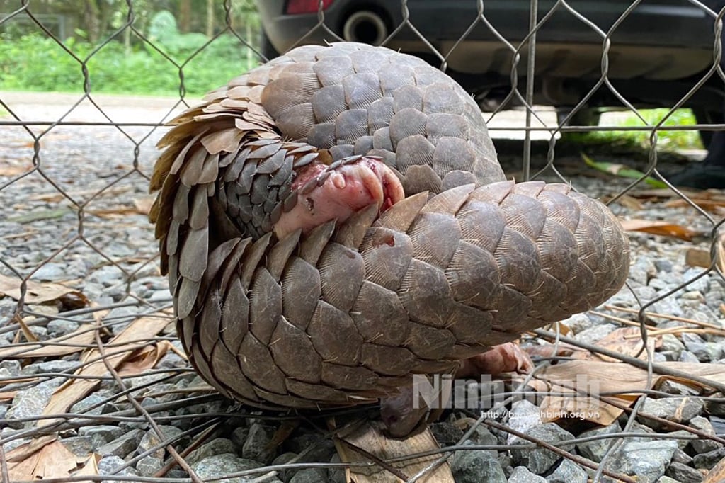 Một hộ dân của thành phố Ninh Bình giao nộp cá thể tê tê cho Vườn Quốc gia Cúc Phương