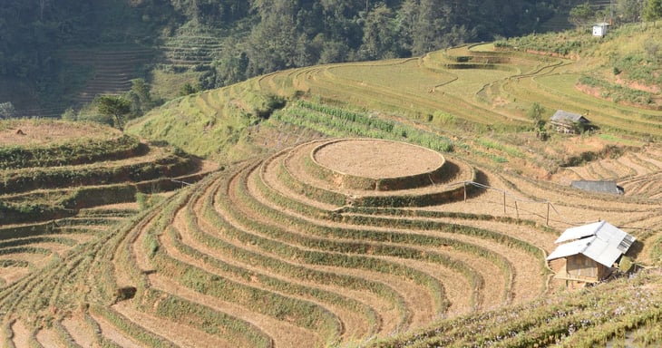 การไปเที่ยว Mu Cang Chai ในช่วงนอกฤดูกาลก็สนุกเช่นกัน ชมราสเบอร์รี่และฟางที่มีกลิ่นหอม - ภาพที่ 10