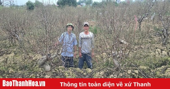 Hiệu quả từ tập trung đất đai và liên kết bao tiêu sản phẩm