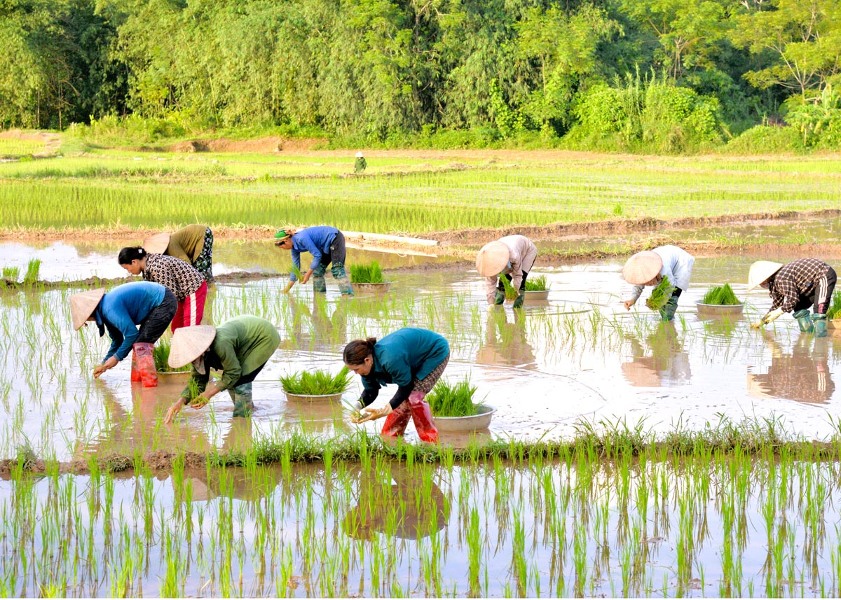 Agricultores da vila de Thuong, comuna de Bang Lang (Quang Binh) plantam arroz na safra de verão e outono.