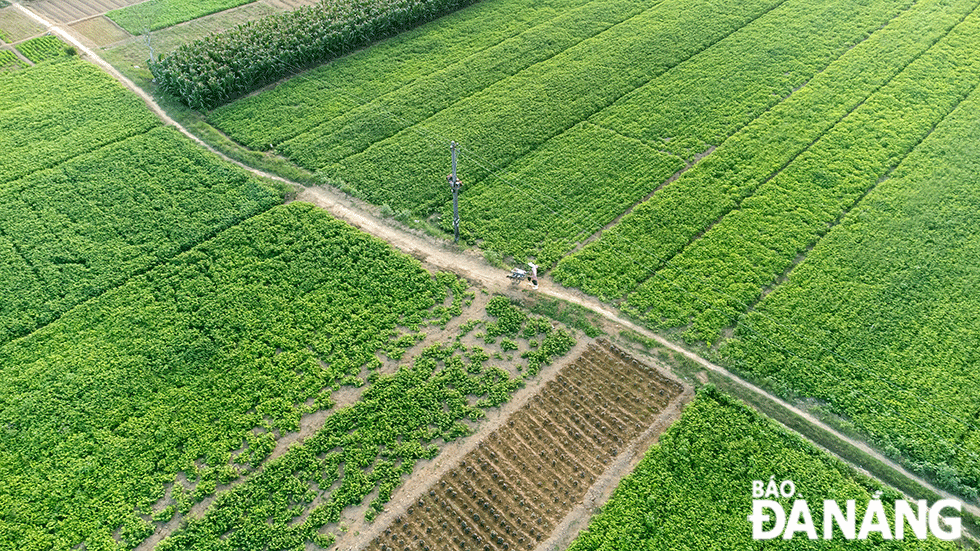 สะพานไม้ไผ่ Cam Dong ข้ามแม่น้ำ Vinh Dien สร้างขึ้นโดยชาวบ้าน Cam Dong ตำบล Dien Phong จังหวัด Quang Nam เพื่ออำนวยความสะดวกในการสัญจรไปยังพื้นที่ดินตะกอน Go Dinh อีกฝั่งของแม่น้ำเพื่อการเกษตร ความงดงามแบบชนบทและทิวทัศน์ชนบทที่เงียบสงบทำให้สะพานไม้ไผ่ Cam Dong กลายเป็นจุดหมายปลายทางที่น่าสนใจสำหรับนักท่องเที่ยวเมื่อมาเยือน Quang Nam