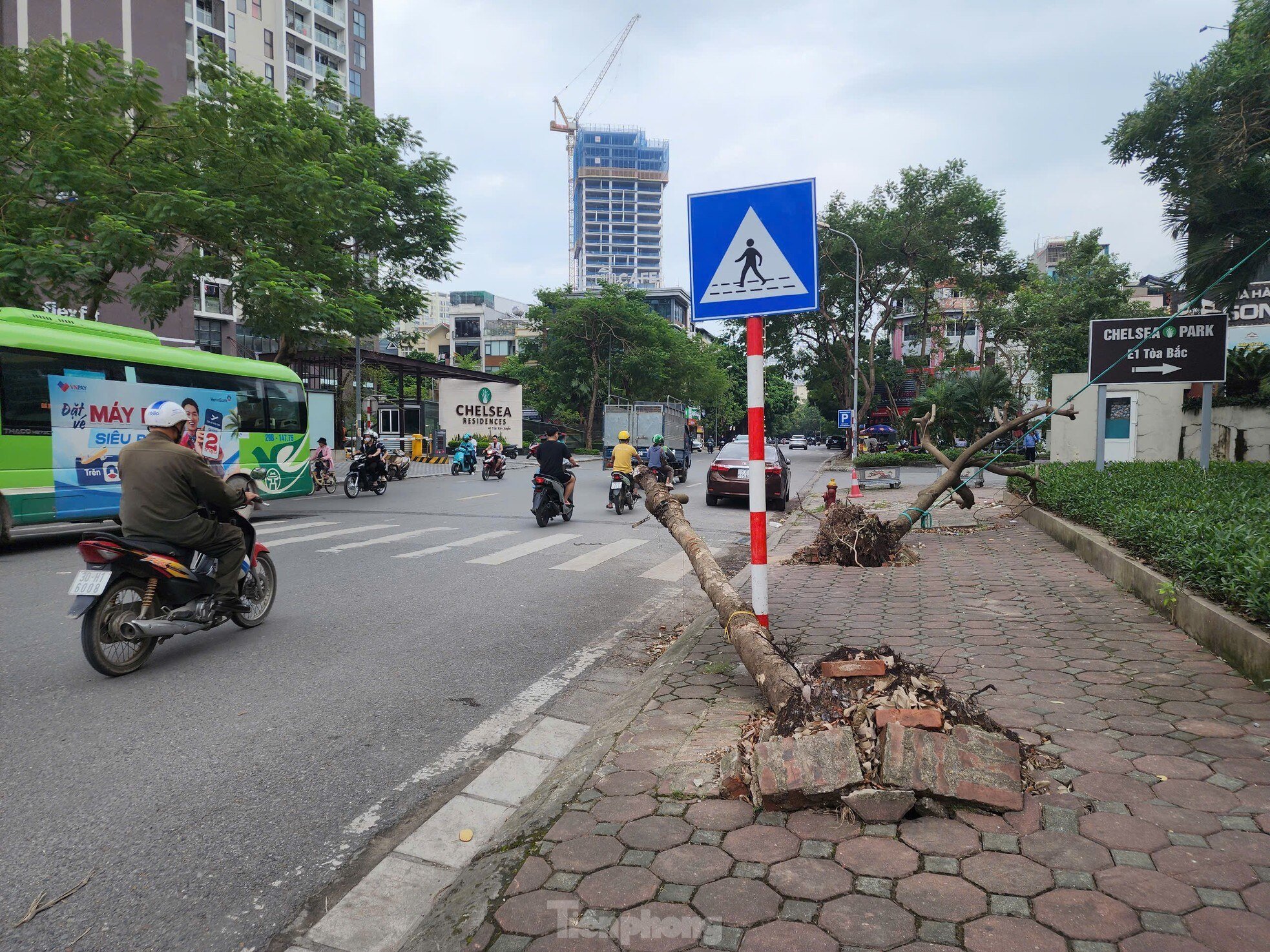 After cleaning up fallen trees, Hanoi begins to rebuild green space photo 14