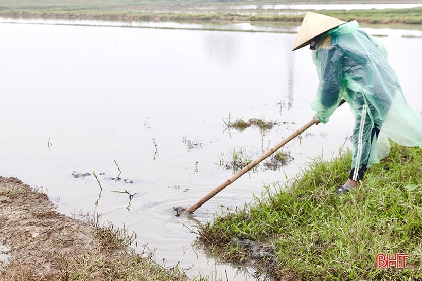 Người dân Vũ Quang phấn khởi ra đồng sản xuất lúa xuân