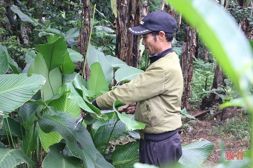 Village de Dong Leaf sur la plaine alluviale de la rivière Ngan Pho pendant la saison du Têt