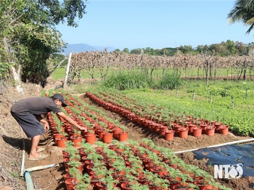 Nông dân Ninh Sơn chăm sóc rau màu phục vụ tết Nguyên đán