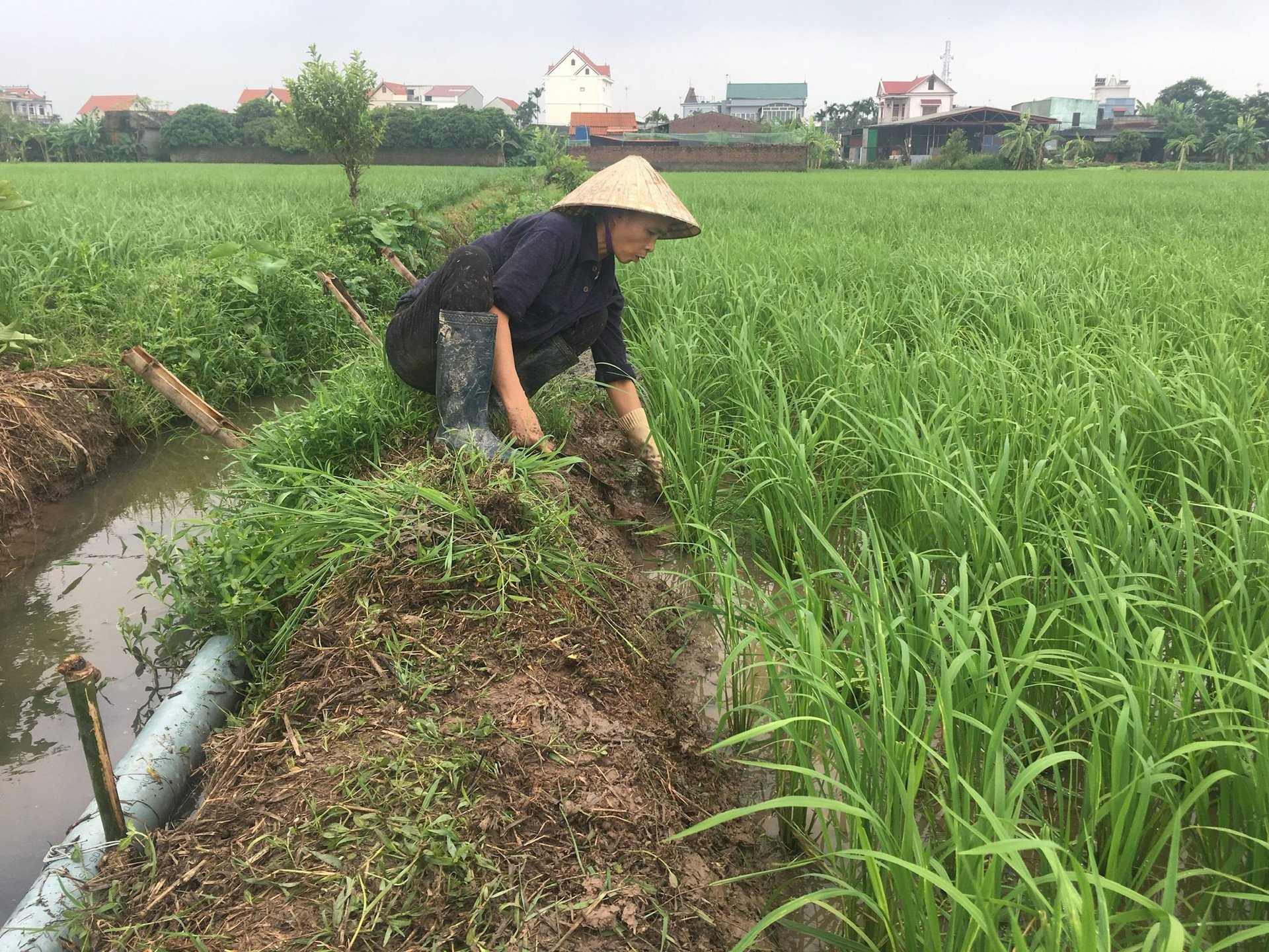 キムタン地区には8つの主要な農業生産地域があります。