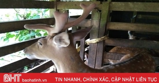 Thủ phủ hươu sao Hà Tĩnh ước thu hơn 200 tỷ đồng bán lộc nhung dịp Tết