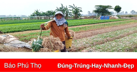 Để sản xuất vụ Xuân thắng lợi