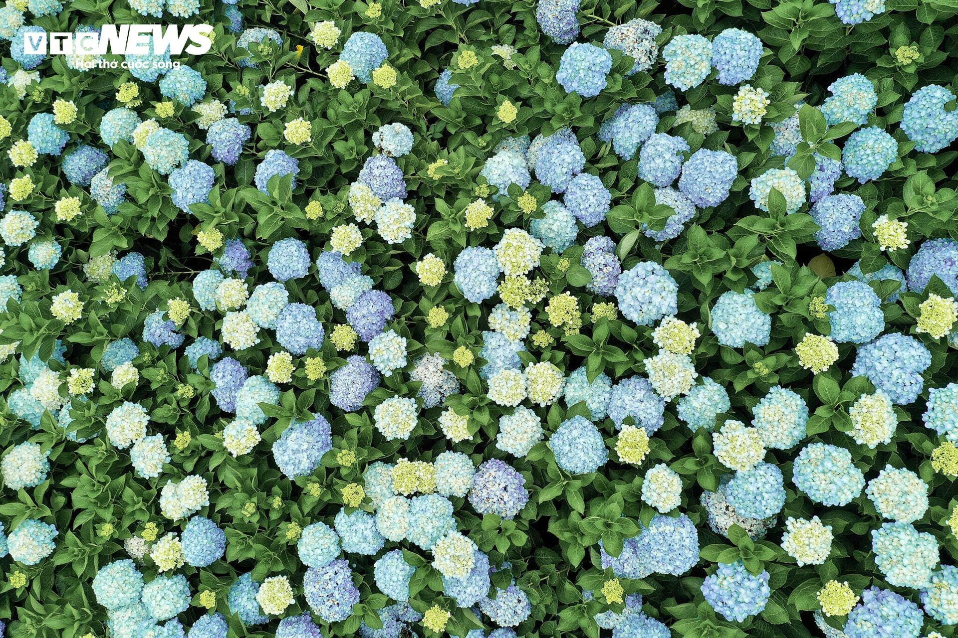 Fascinado por el campo de hortensias de 3.000 m2 en Da Lat, tan hermoso como un cuento de hadas - 4