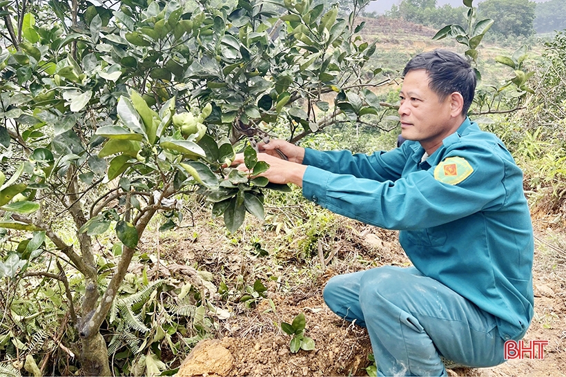 Comenzando un nuevo cultivo de naranjas en el jardín de la colina de Vu Quang