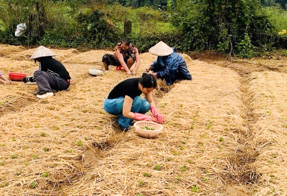 Farmers in An Don ward are busy with Tet flower crop