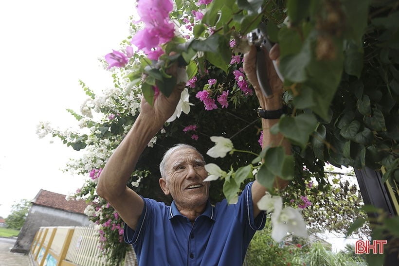 Lila Bougainvillea-Blüten blühen in der neuen ländlichen Gegend von Can Loc