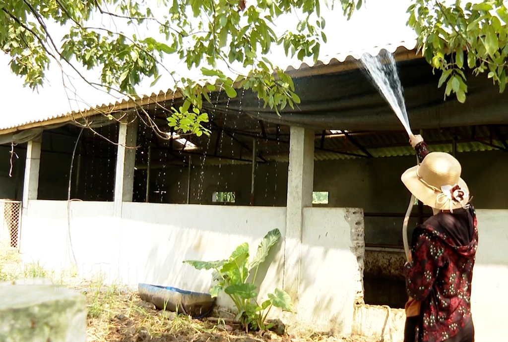 Strengthen protection of livestock during hot season