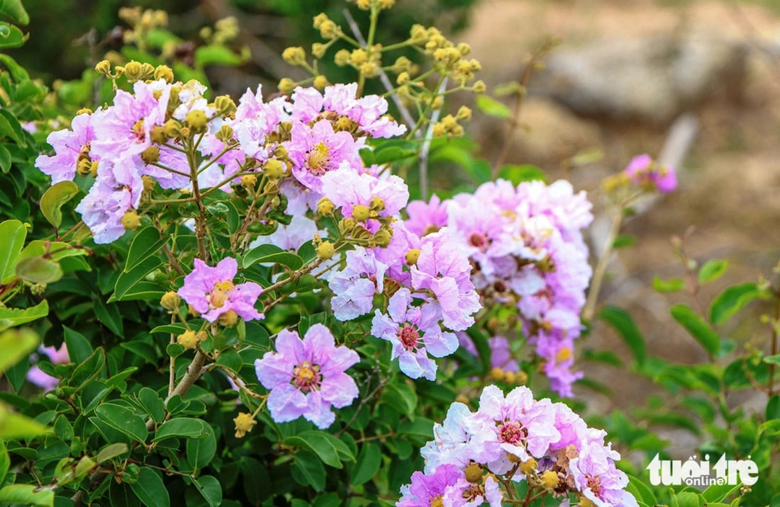 Lagerstroemia-Blüten wachsen in Büscheln von 20 bis 40 cm Länge, jede Blüte hat 6 Blütenblätter, ist etwa 2 bis 3,5 cm lang und blüht oft im Hochsommer - Foto: DUY NGOC