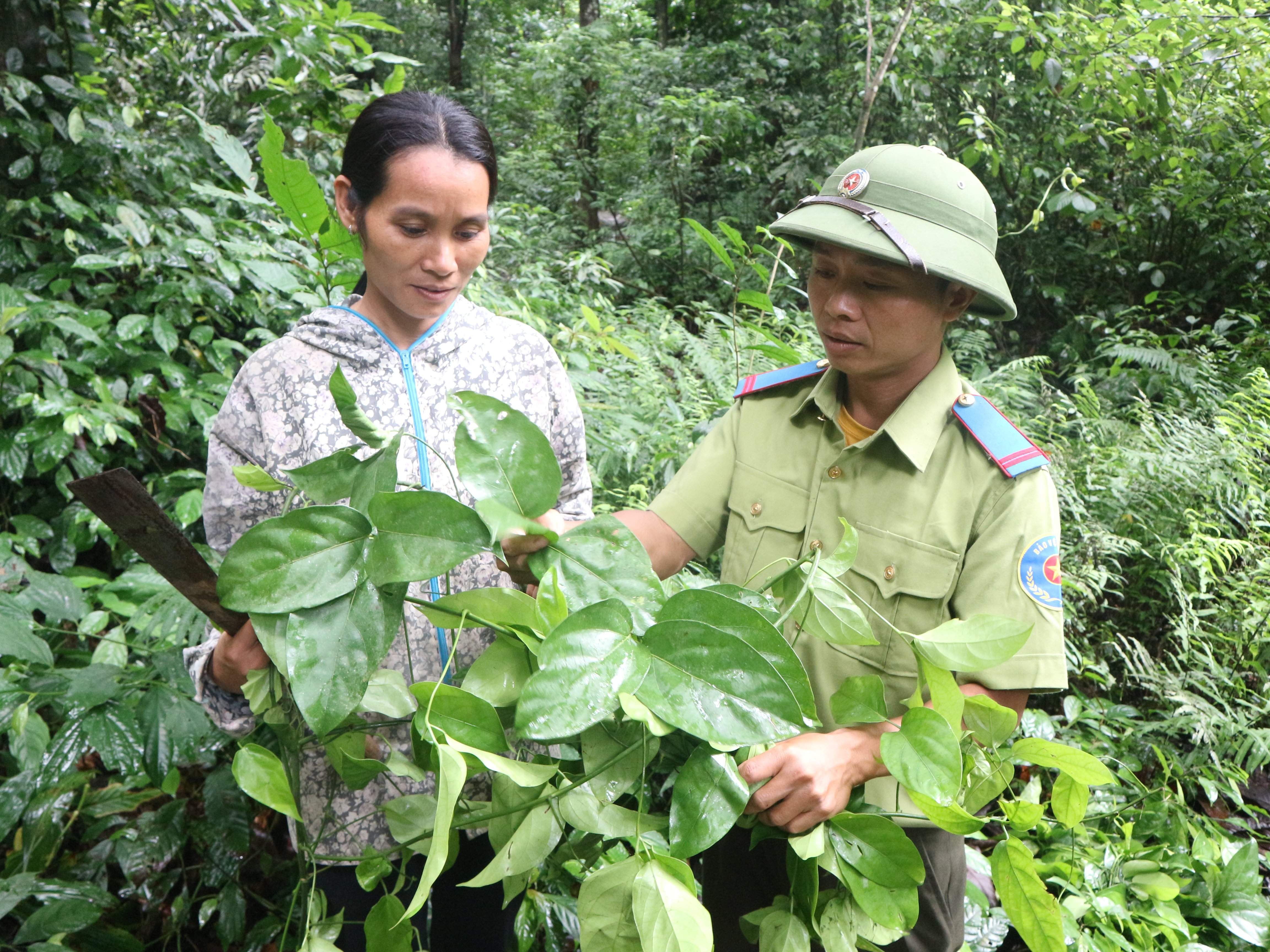 Tourism development associated with forest protection