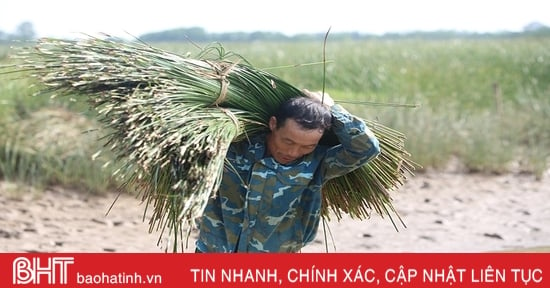 Vụ cói kém vui của người dân “ốc đảo” Hồng Lam