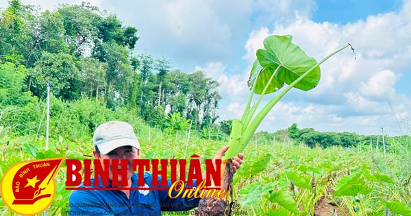 Die „goldene“ Taro-Saison in Duc Linh