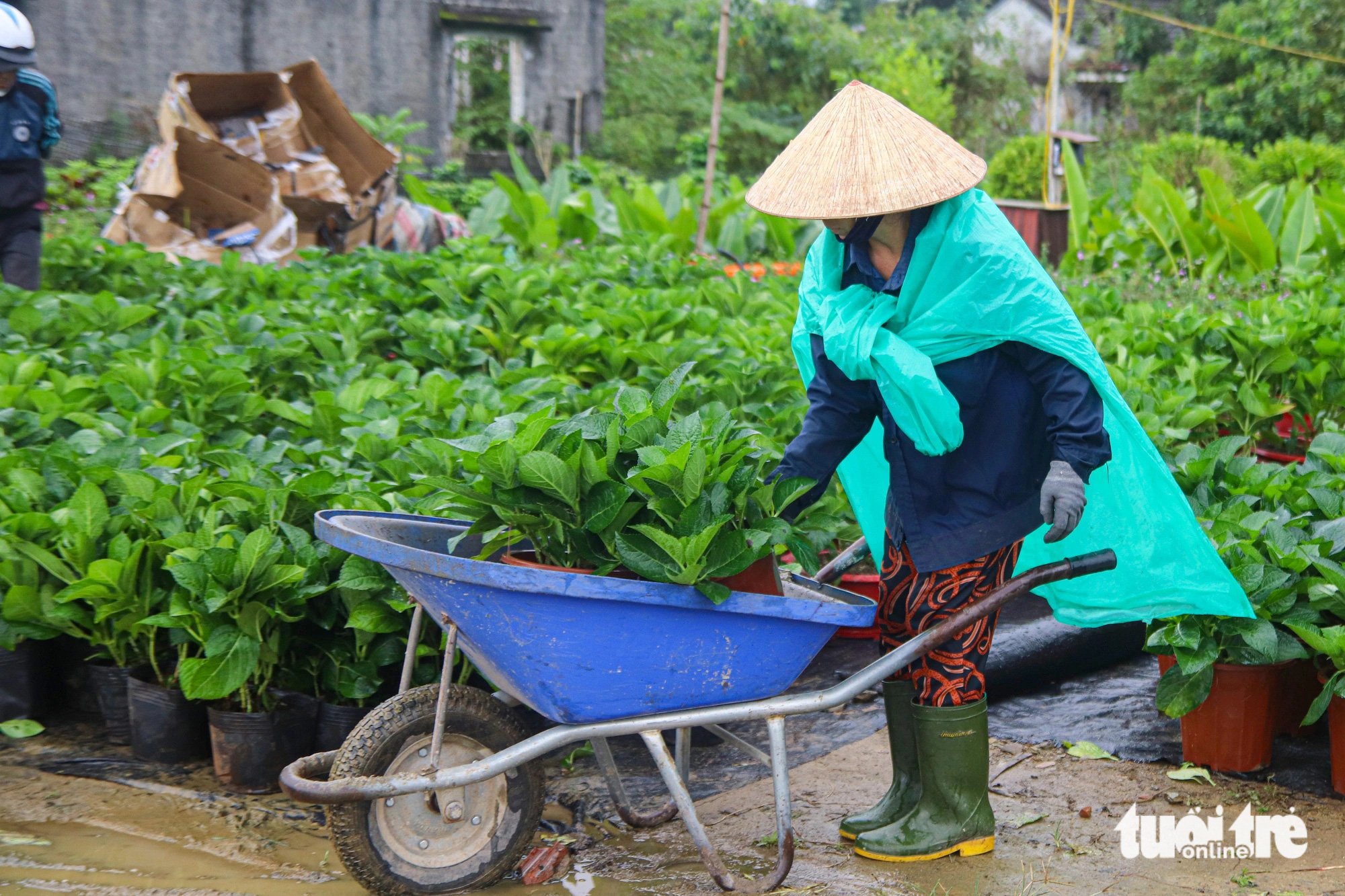 Mưa dài ngày, nhiều nhà vườn Đà Nẵng nhọc nhằn vụ hoa Tết - Ảnh 5.