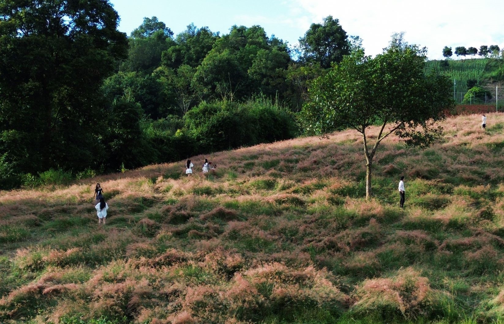 La zone de la colline d'herbe rose est désormais ouverte aux visiteurs pour prendre des photos avec un droit d'entrée de 30 000 VND/personne.