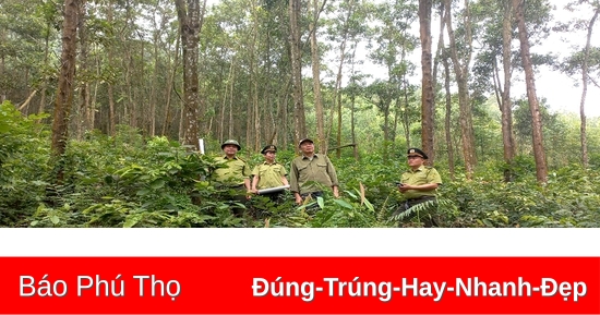 Tăng cường phòng cháy, chữa cháy rừng