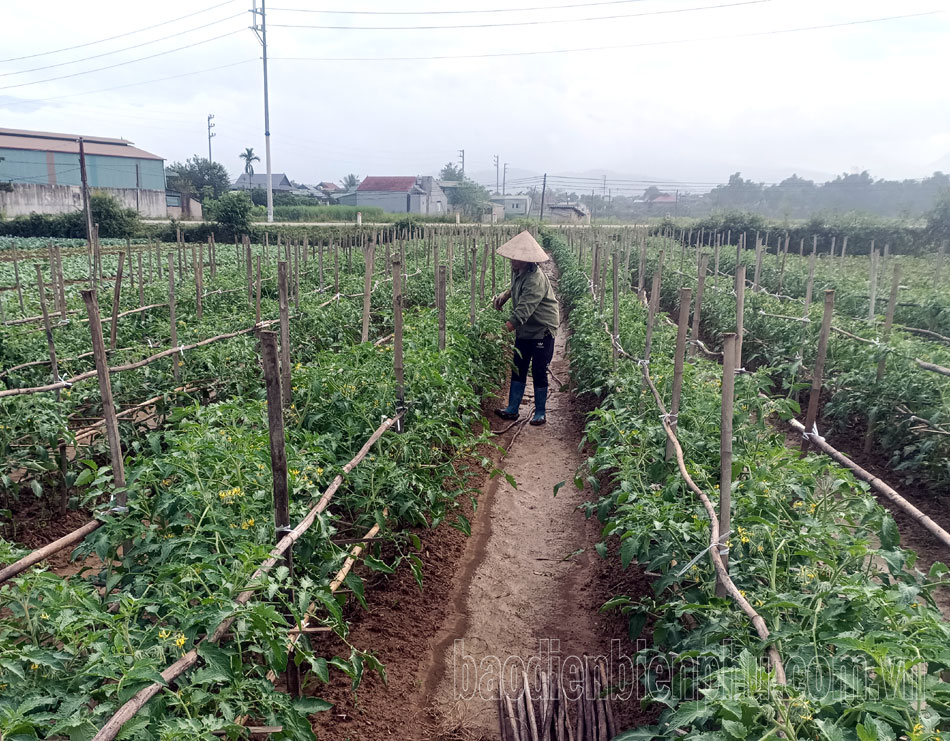 Le district de Dien Bien promeut la plantation de cultures d'hiver