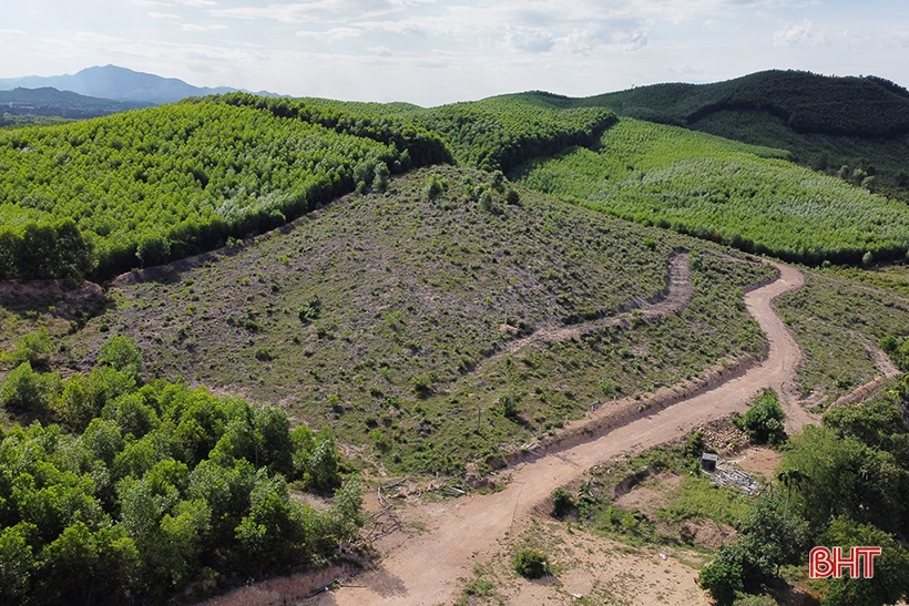 La plantación de árboles silvestres de simulación da resultados inesperados en las colinas de Ke Go