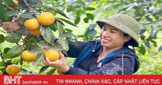 Las naranjas Vu Quang tienen un buen precio, pero los productores no tienen prisa por venderlas.