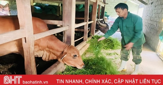 Người chăn nuôi Vũ Quang tăng đàn phục vụ thị trường tết