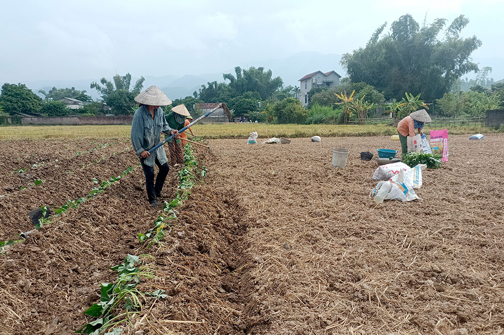 Thanh An fait de la patate douce une culture spéciale