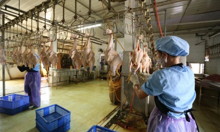 Rectify and strengthen the management and control of animal slaughter.