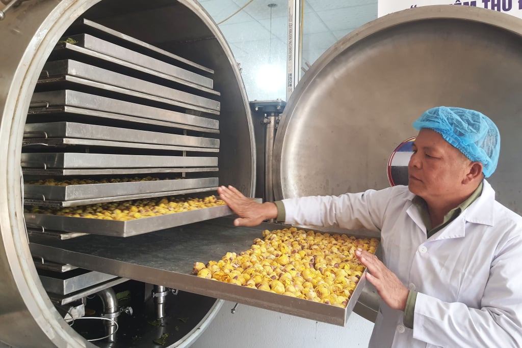 Mr. Ninh Van Trang, Director of Dap Thanh Forest Products Trading Joint Stock Company, checks a batch of yellow flower tea dried using freeze-drying equipment.